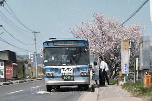 一本柳