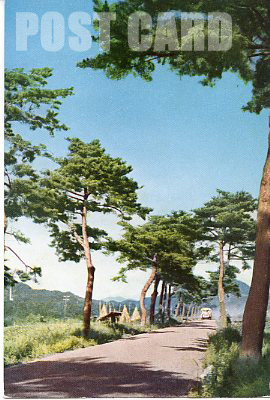 十和田街道松並木