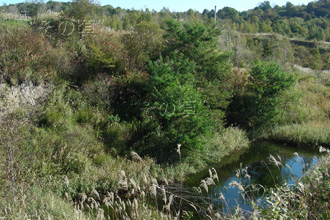 ���R�R�[�Ό��U���H