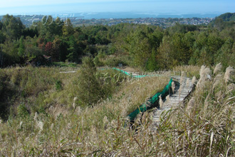 ���R�R�[�Ό��U���H